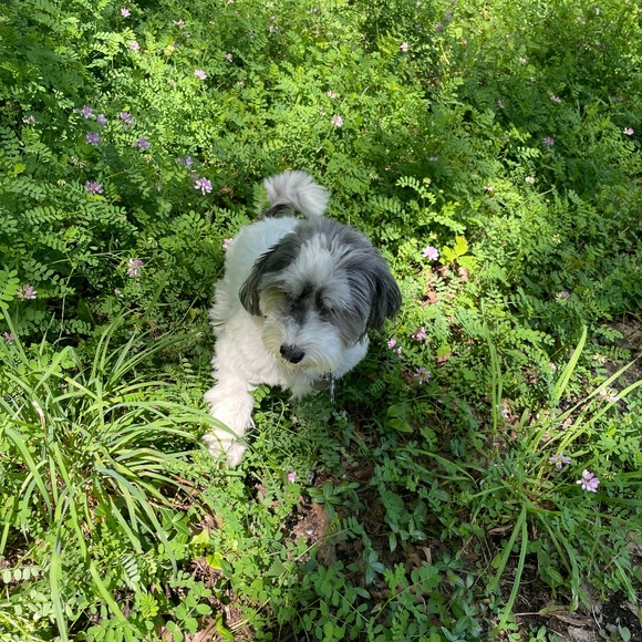 Meet your Posher, Claire - Picture 1 of 1